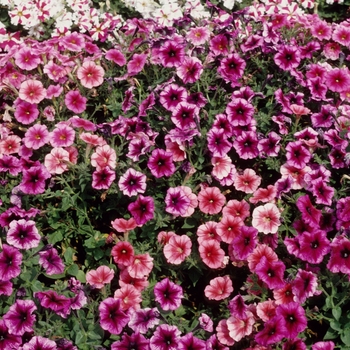 Petunia 'Plum Pudding' 