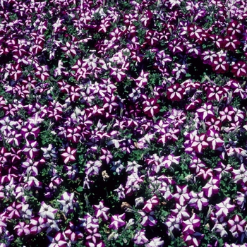 Petunia 'Polo Burgundy Star' 