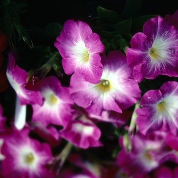 Petunia 'Polo Rose Flare' 