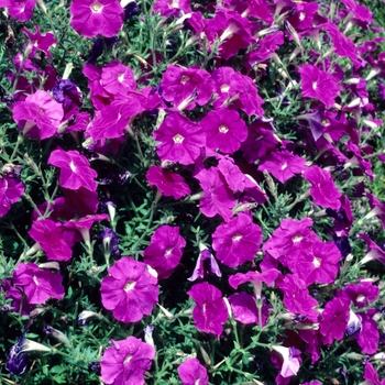 Petunia 'Primetime Lavender' 