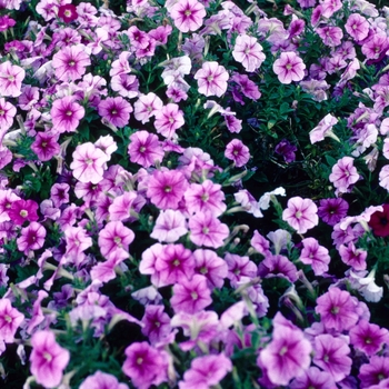 Petunia 'Littletunia™ Pink Vein' 