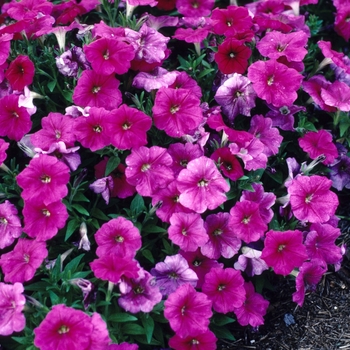 Petunia 'Primetime Rose' 