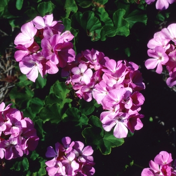 Pelargonium x hortorum 'Pink' 