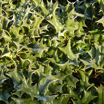 Ilex cornuta 'Rotunda' 