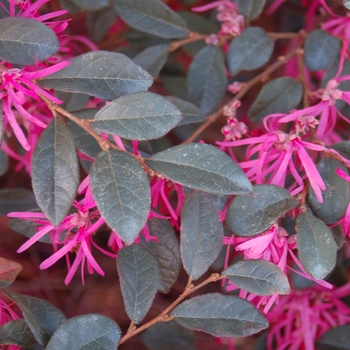 Loropetalum chinense var. rubrum