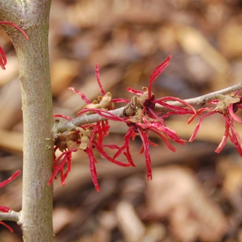 Hamamelis x intermedia 'Livia'