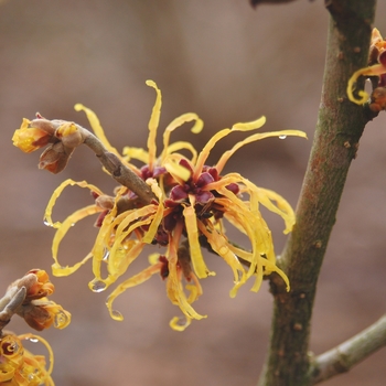 Hamamelis x intermedia 'Orange Beauty'