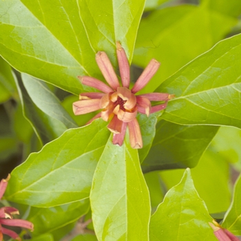 Calycanthus floridus