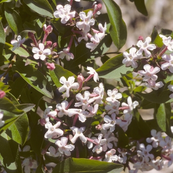 Abelia mosanensis