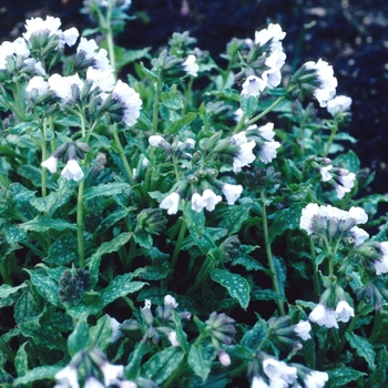 Pulmonaria saccharata 'Blue Mist' 