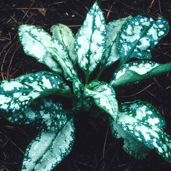 Pulmonaria saccharata 'British Sterling' 