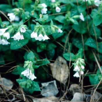 Pulmonaria 'Glacier' 