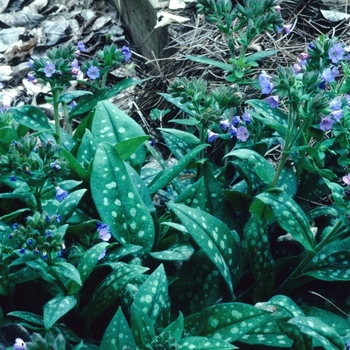 Pulmonaria 'Silver Streamers