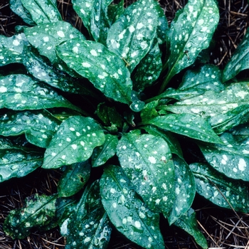 Pulmonaria saccharata 'Kingswood' 