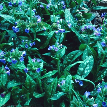 Pulmonaria saccharata 'Leopard' 