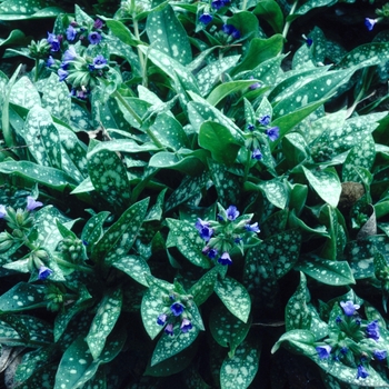 Pulmonaria 'Little Star' 