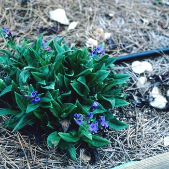 Pulmonaria saccharata 'Mawson's Variety' 