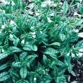 Pulmonaria 'Merlin' 