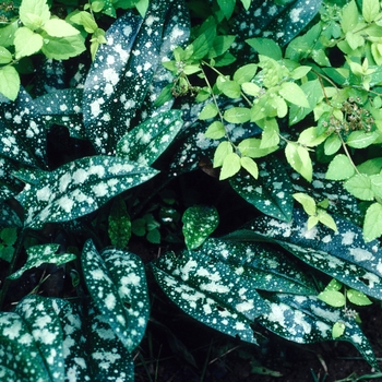 Pulmonaria 'Mrs Kittle' 