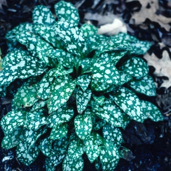 Pulmonaria saccharata 'Nurenburg' 