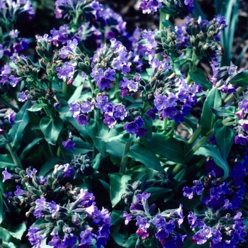 Pulmonaria saccharata 'Royal Blue' 