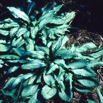 Pulmonaria saccharata 'Silver Streamers' 