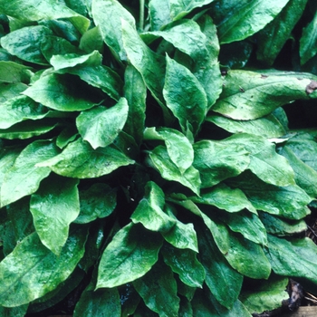 Pulmonaria rubra 'Albocorollata' 