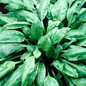 Pulmonaria rubra 'Barfield Pink' 