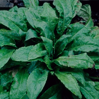 Pulmonaria rubra 'Bowles Red' 