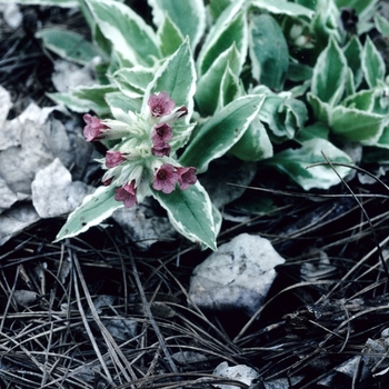 Pulmonaria rubra 'David Ward' 