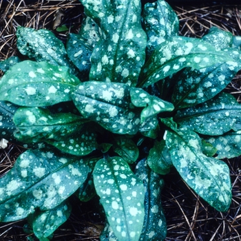 Pulmonaria 'Smokey Blue' 