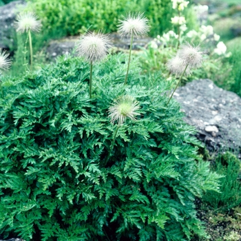 Pulsatilla alpina