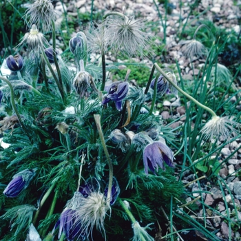 Pulsatilla regeliana