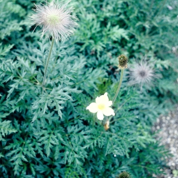 Pulsatilla sylvestris