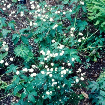 Ranunculus aconitifolius