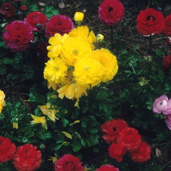 Ranunculus asiaticus 