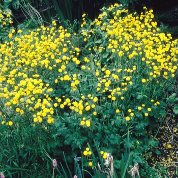 Ranunculus aconitifolius 'Plenus'