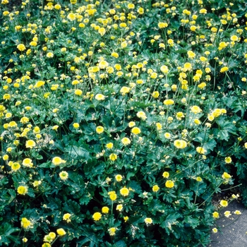 Ranunculus bulbosum 'Flore Plenus' 