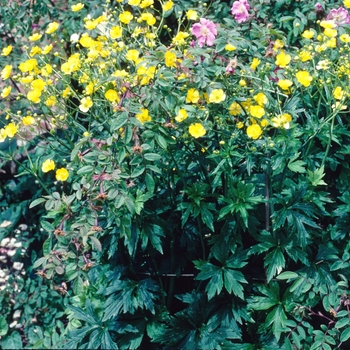 Ranunculus acris 'Stevenii'