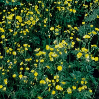 Ranunculus nemerosa