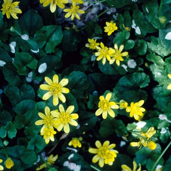 Ranunculus ficaria