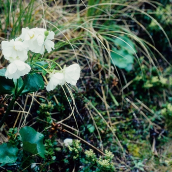 Ranunculus lyallii