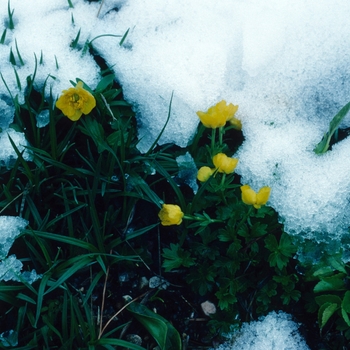 Ranunculus montanus