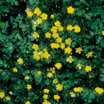 Ranunculus repens