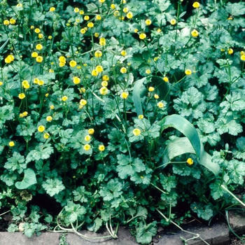 Ranunculus repens 'Flore Plenus' 