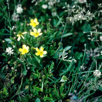 Ranunculus victoriensis