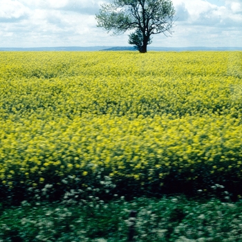 Brassica napus