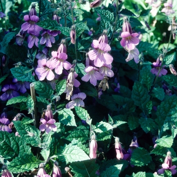 Rehmannia elata 