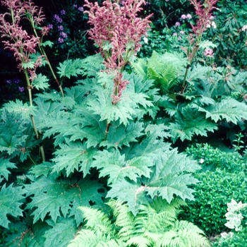 Rheum palmatum