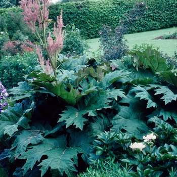 Rheum palmatum 'Bowle's Red'